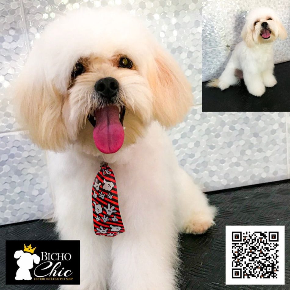 bicho-chic-pet-shop-empresa-planaltina-go-br