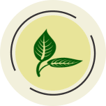 Plantas Medicinais